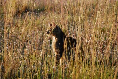 Wild Cat.jpg