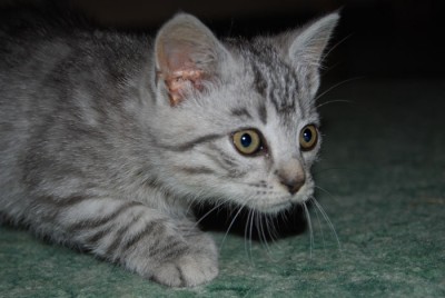 Fifi.jpg