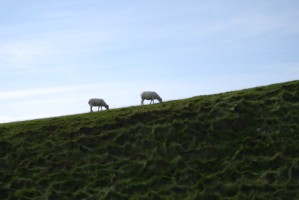 DSC_0504 [320x200].JPG