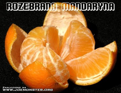 rozebrana_mandaryna.jpg