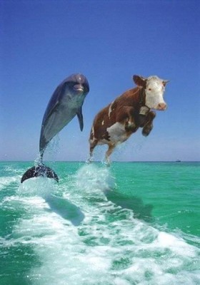 2dolphins.jpg (32.81 KiB) Przeglądane 6116 razy 2dolphins.jpg