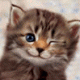 266f745f649bd298mm_252.gif