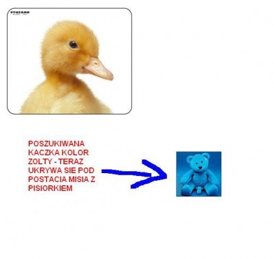 kaczuszka.jpg