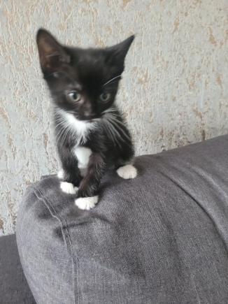 Kotki