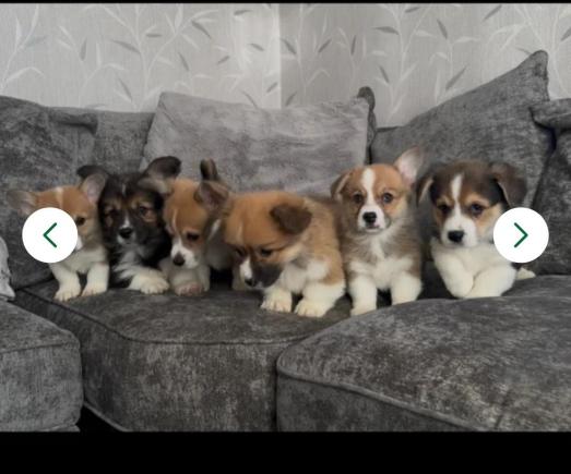 SZCZENIĘTA CORGI Z REJESTRACJĄ KC – GOTOWE
