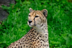 Chester Zoo: Przygoda w królestwie zwierząt