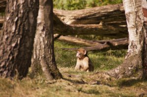 Trentham Monkey Forest 